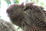 Pheasant Coucal (Centropus phasianinus)